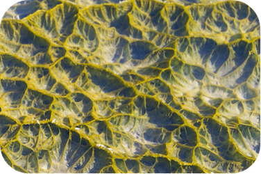 algae picture