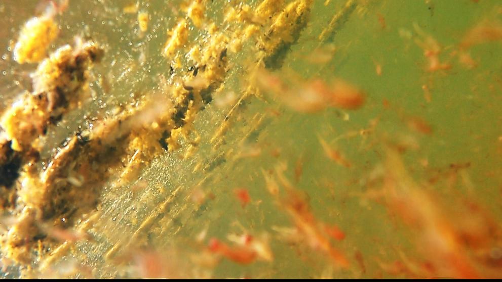 Still of shrimp in brine water