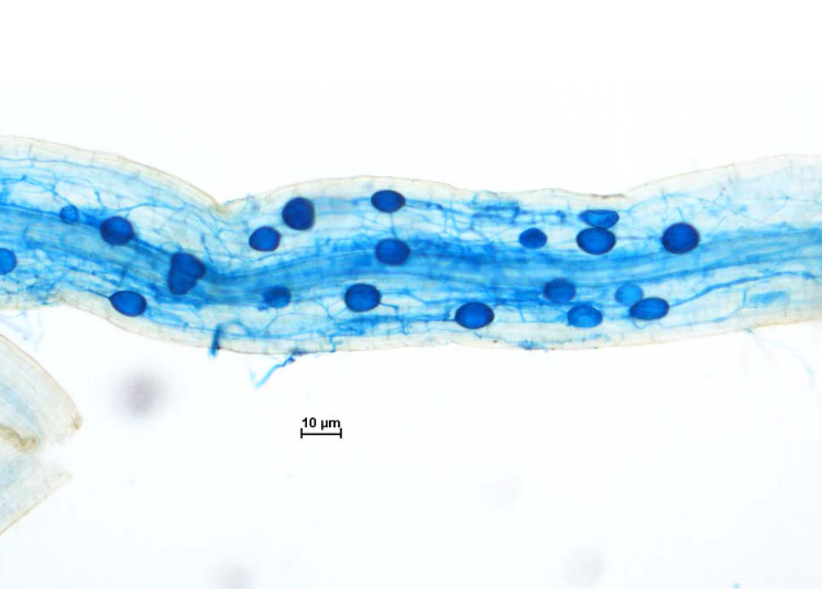 Microbial Commons